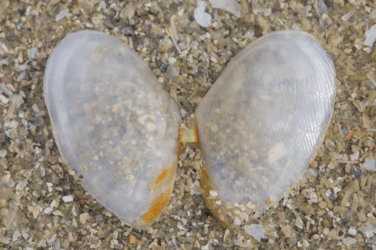 Rechtsgestreepte platschelp | © Misjel Decleer