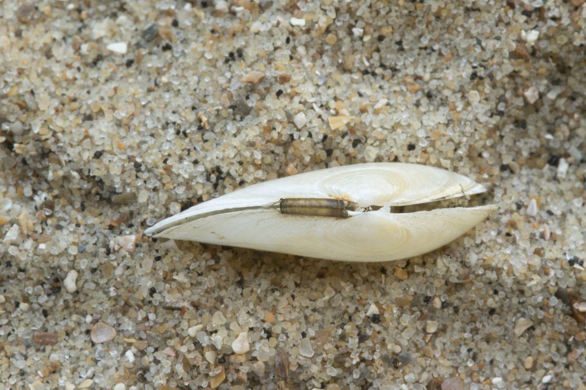 Rechtsgestreepte platschelp | © Misjel Decleer