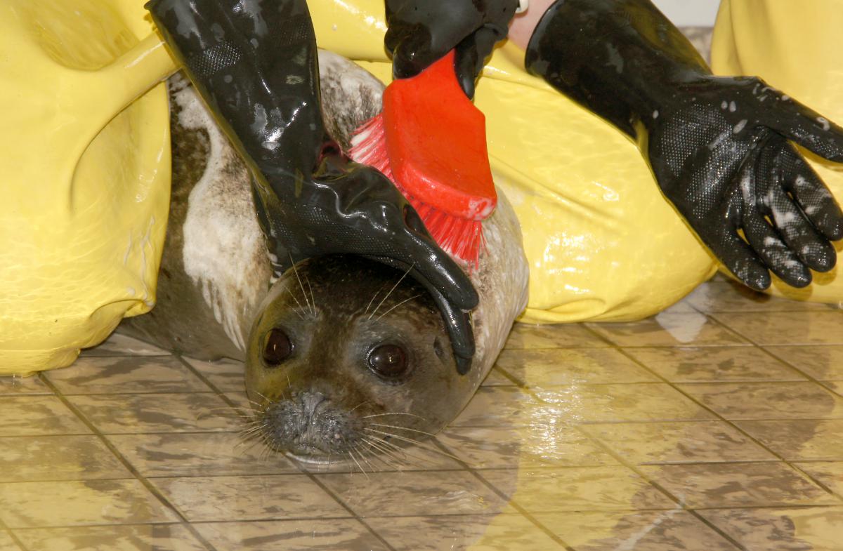 Zeehond met luis wordt gewassen | © Ecomare, Sytske Dijksen