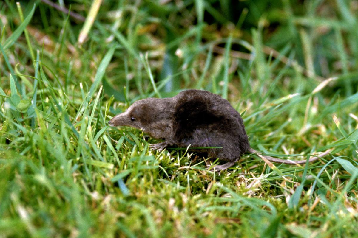 Waterspitsmuis | © Ecomare, Sytske Dijksen