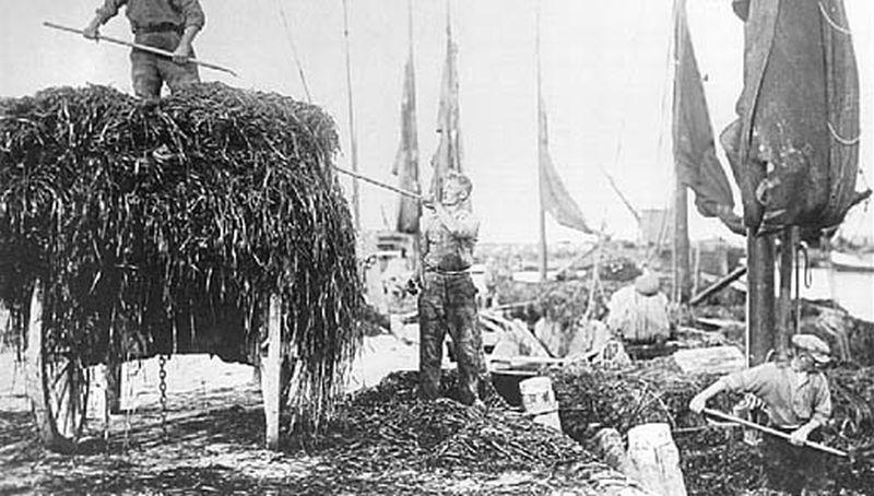 Wiervangst in de haven van den Oever | © Historische Vereniging Wieringen