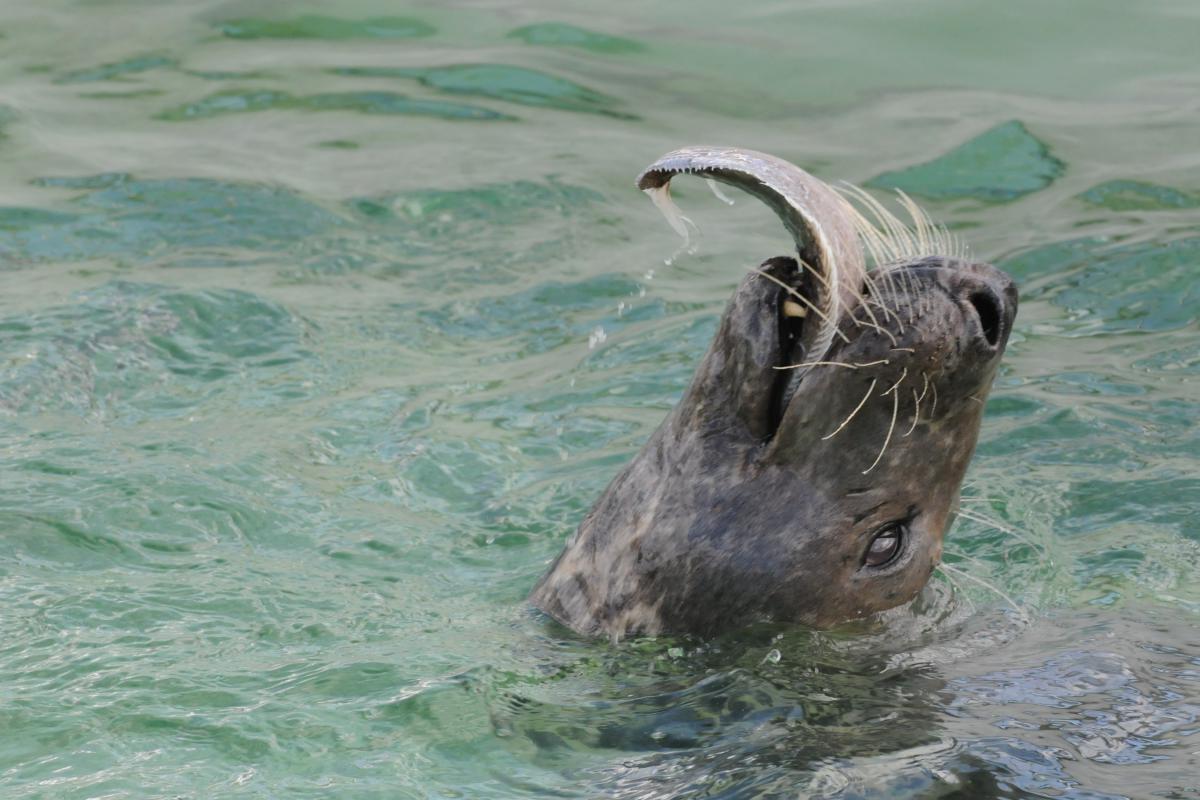 Grijze zeehond eet platvis | ©  Salko de Wolf