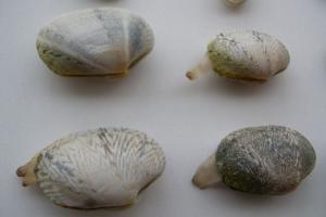 Jonge gewone tapijtschelp | © WoRMS, Filip Nuytten