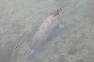 Mannetje gewone zeehond | Drow male - CC BY-SA 4.0 via Wikimedia Commons