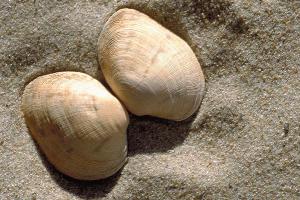 Gewone tapijtschelp | © Ecomare, Sytske Dijksen