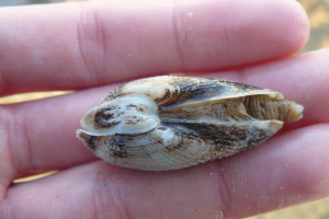 Levende witte boormossel, met derde schelpdeeltje dat boven de sluitspier zit goed zichtbaar | © marinespecies.org, Aäron Fabrice