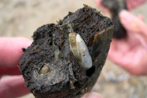 Witte boormossels in aangespoeld turf | © marinespecies.org, Filip Nuyttens