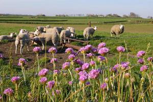 Engels gras | © Foto Fitis, Sytske Dijksen
