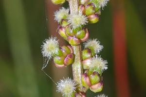 Schorrenzoutgras, detail | © Foto Fitis, Sytske Dijksen