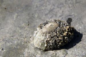 Gewone schaalhoren met zeepokken | © VLIZ, Leontien De Wulf 