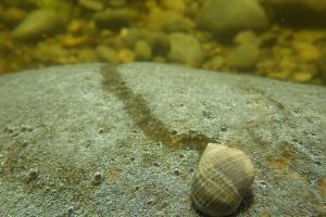 Gewone alikruik | © WoRMS, Julius A. Ellrich