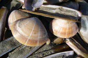 Grote strandschelpen | © Filip Nuyttens