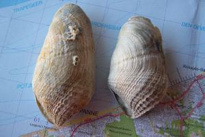 Fossiele schelpen van ruwe boormossel | © marinespecies.org, Filip Nuyttens