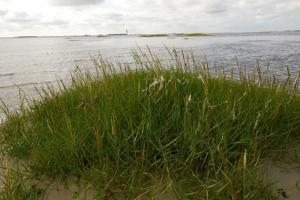 Engels slijkgras in Zeeland | © Foto Fitis, Sytske Dijksen