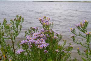 zeeaster | © Ecomare, foto fitis, sytske dijksen