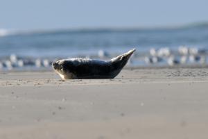 Gewone zeehond in banaanhouding | © Ecomare, Salko de Wolf
