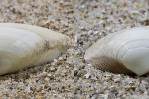 Stevige (links) en halfgeknotte strandschelp (rechts) | © Misjel Decleer