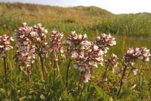 Moeraswespenorchis | © Foto Fitis, Sytske Dijksen