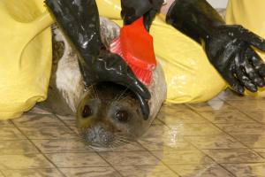 Zeehond met luis wordt gewassen | © Ecomare, Sytske Dijksen