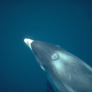 Witsnuitdolfijn onderwater | © Ecomare, Marijke de Boer Witsnuitdolfijn onderwater | © Ecomare, Marijke de Boer